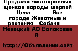 Продажа чистокровных щенков породы шарпей › Цена ­ 8 000 - Все города Животные и растения » Собаки   . Ненецкий АО,Волоковая д.